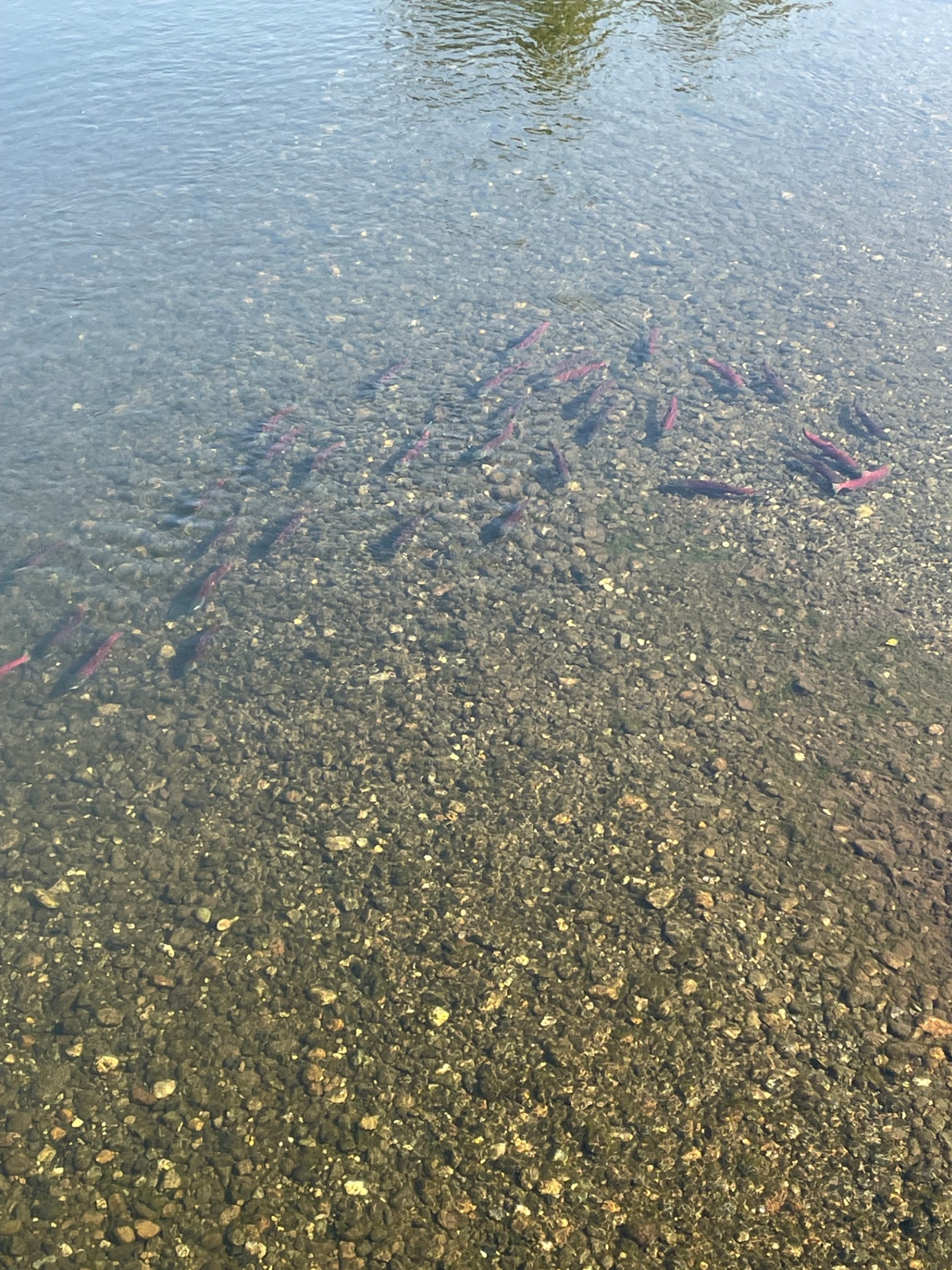 IMG 1644 Calvin Williams